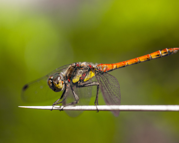 5 cosas que quizás no sabias sobre los insectos