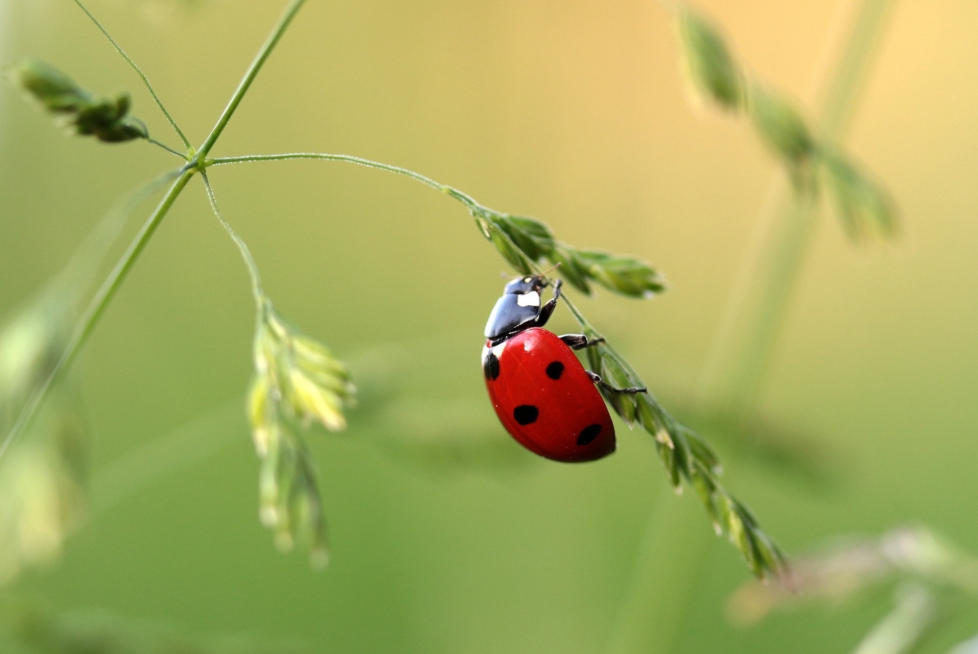 Todo sobre los insectos