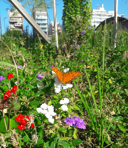 7 plantas nativas para comenzar Jardines de Mariposas