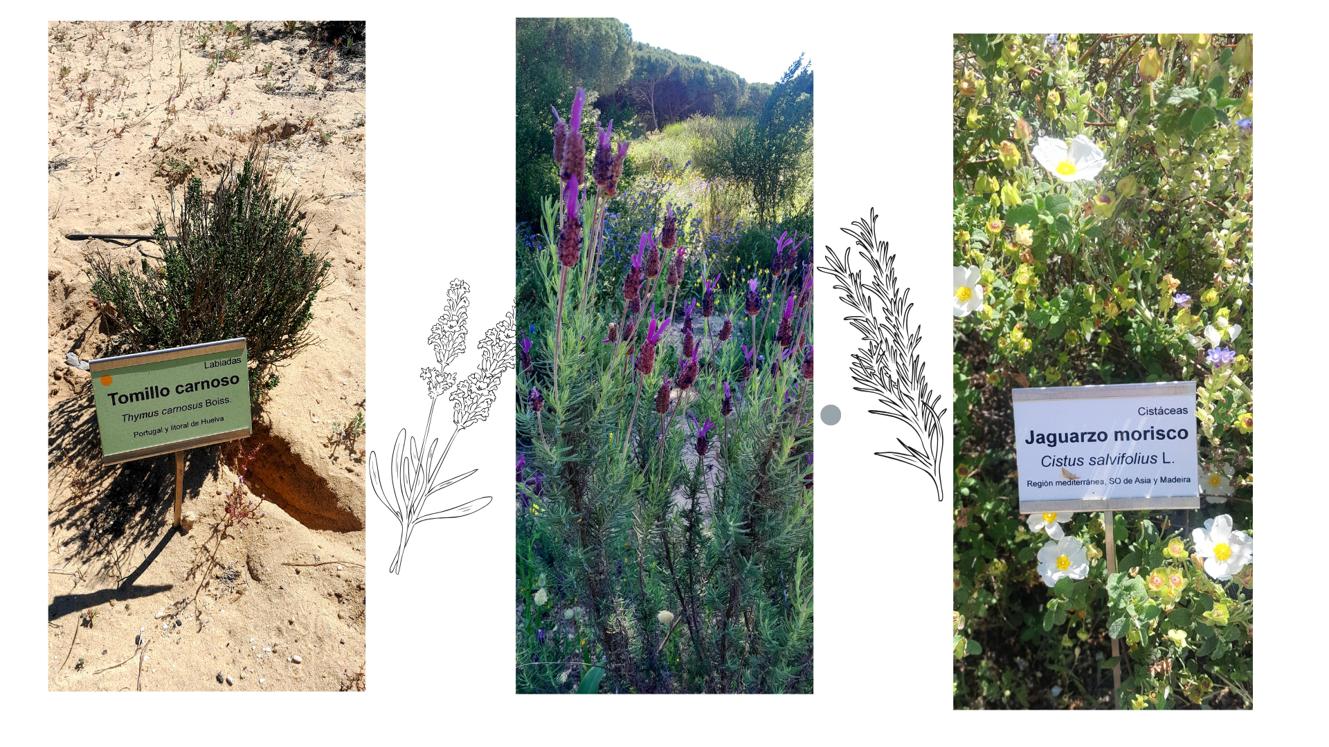 Plantas del matorral mediterráneo
