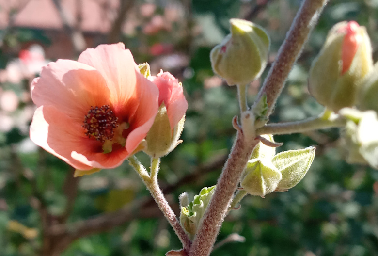 La llegada de la primavera