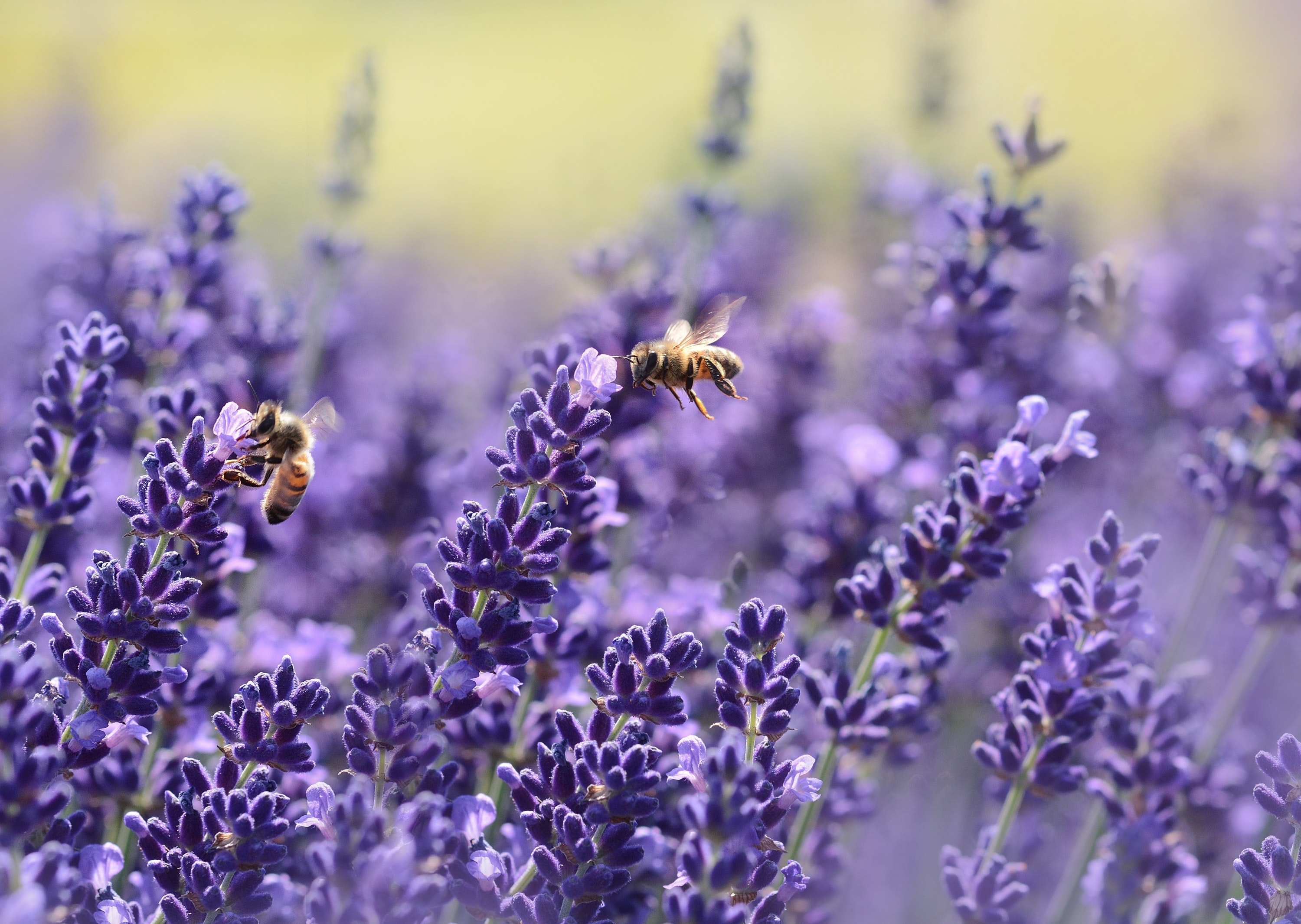 Las abejas tienen su dia