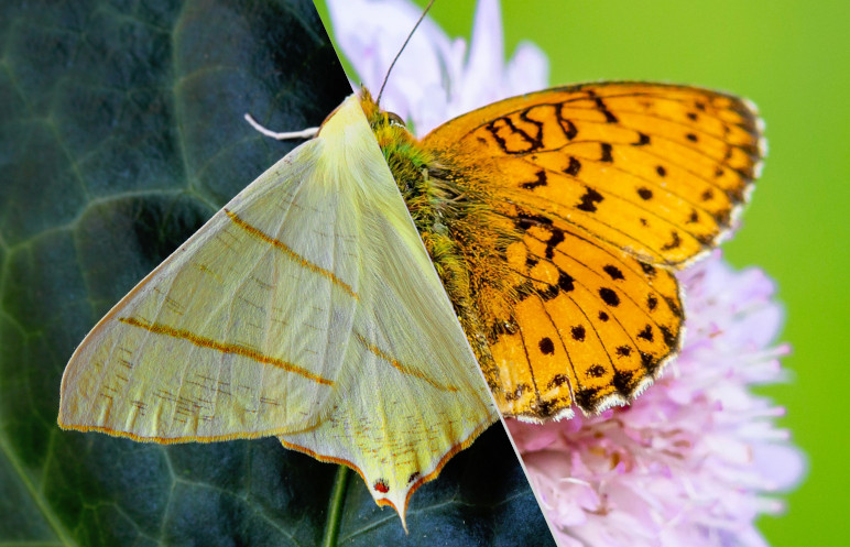 Mariposas y Polillas