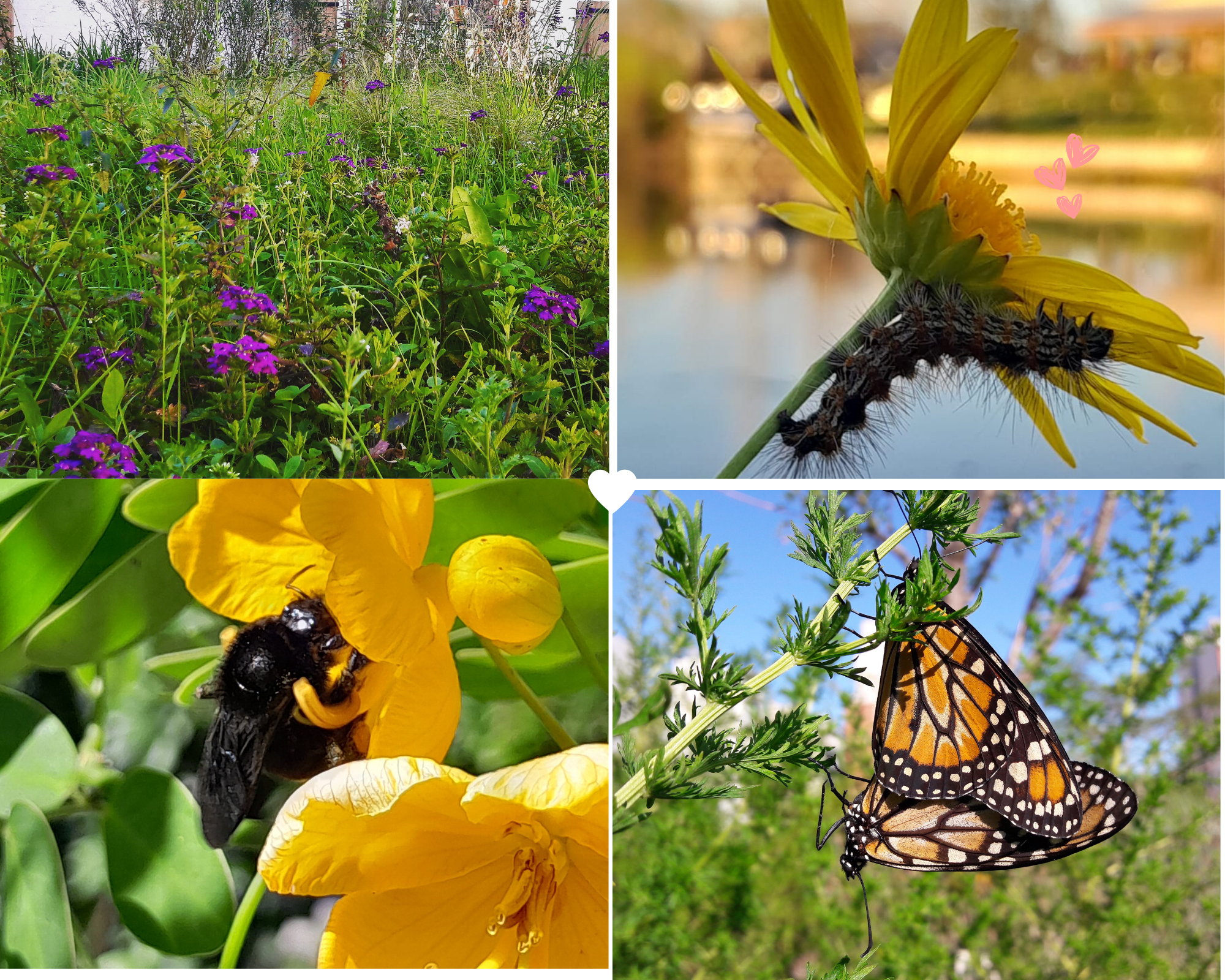 Jardines de polinizadores y estaciones de biodiversidad