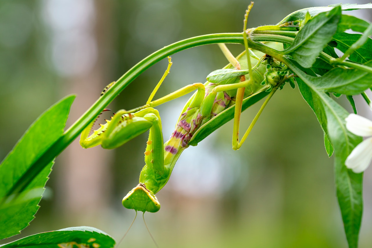 ¿Qué hay detrás de los insectos?